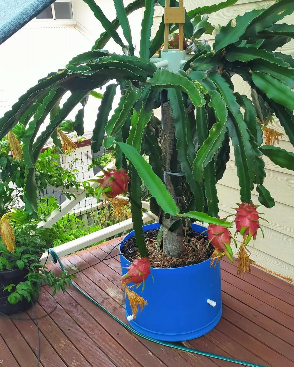 dragon-fruit-trellis-top-structure-tips-ideas